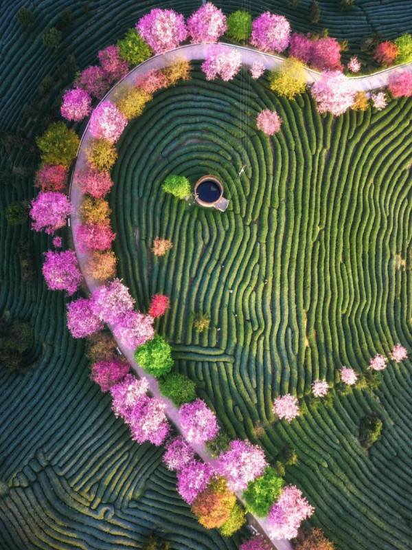 照片來源：小紅書@江南君z