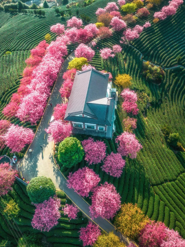 照片來源：小紅書@江南君z