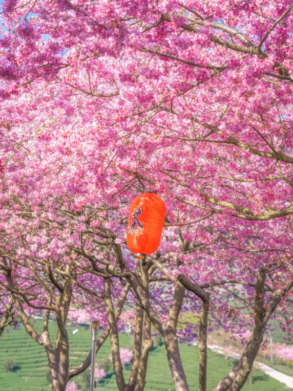 照片來源：小紅書@江南君z
