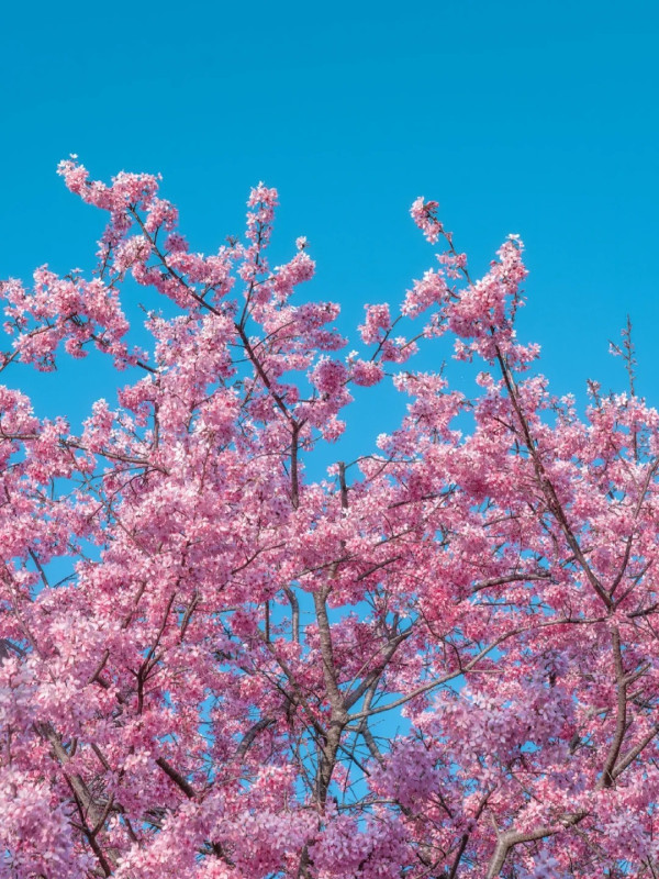 照片來源：小紅書@江南君z
