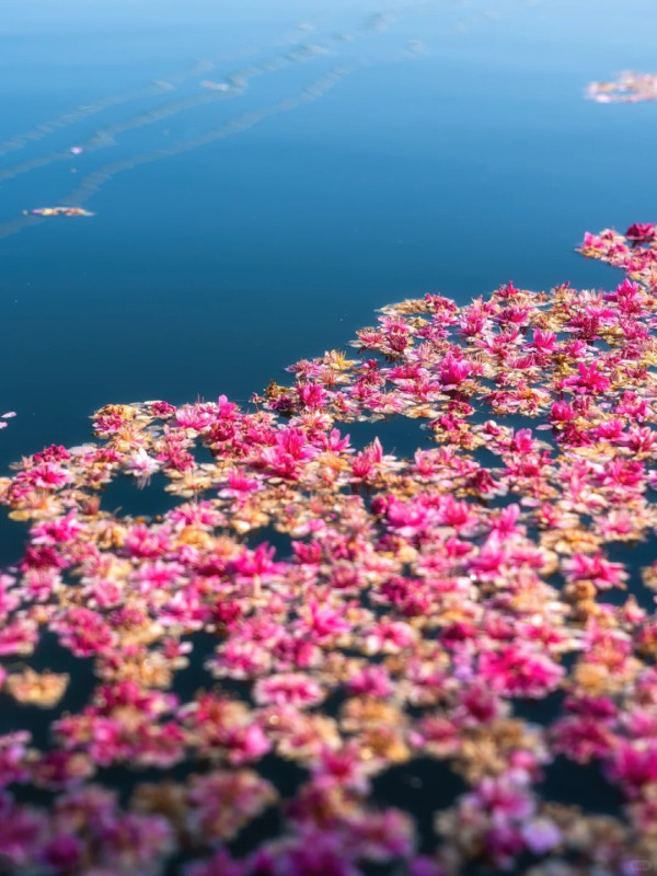 照片來源：小紅書@江南君z