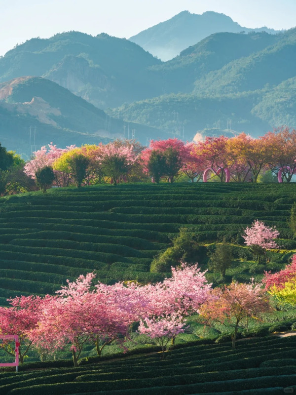 照片來源：小紅書@江南君z