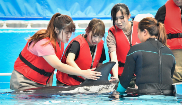 海洋公園年票全新優惠！$100即可帶親友入園暢玩！近距離接觸海豚限時7折