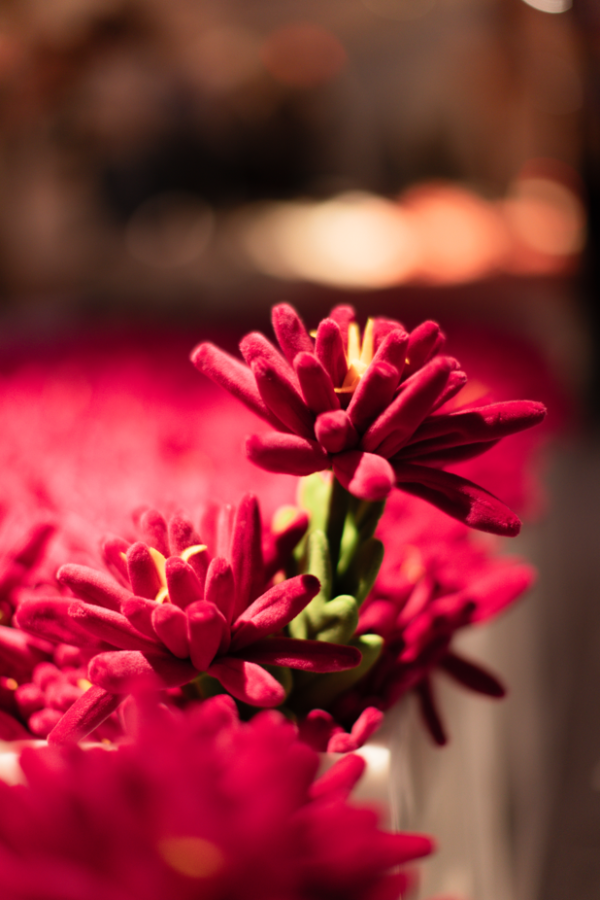 15萬枝毛絨花藝術裝置登陸中環！免費入場即拎走限定毛絨花1朵