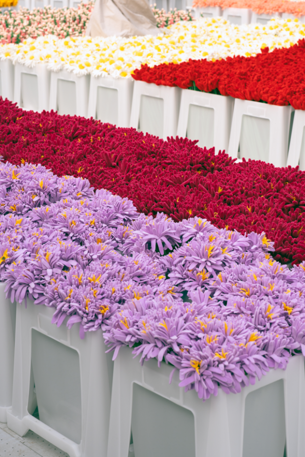 15萬枝毛絨花藝術裝置登陸中環！免費入場即拎走限定毛絨花1朵