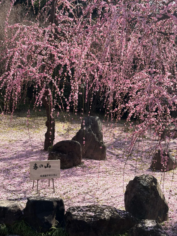 照片來源：小紅書@亦雯（常驻京都版）