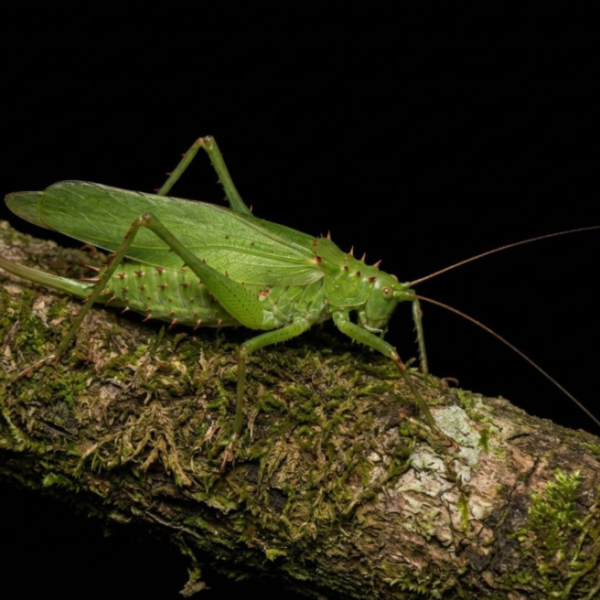 MCP新都城中心 x Jumptopia 巨大化「蟲」林世界(相片由相關機構提供)