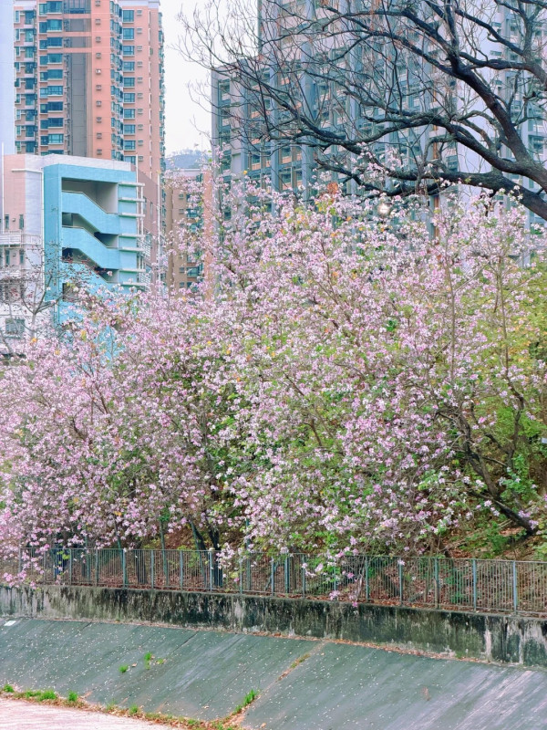屯門「港版河津櫻」粉紅羊蹄甲！滿開成隧道 兆康站行10分鐘到秘境花海