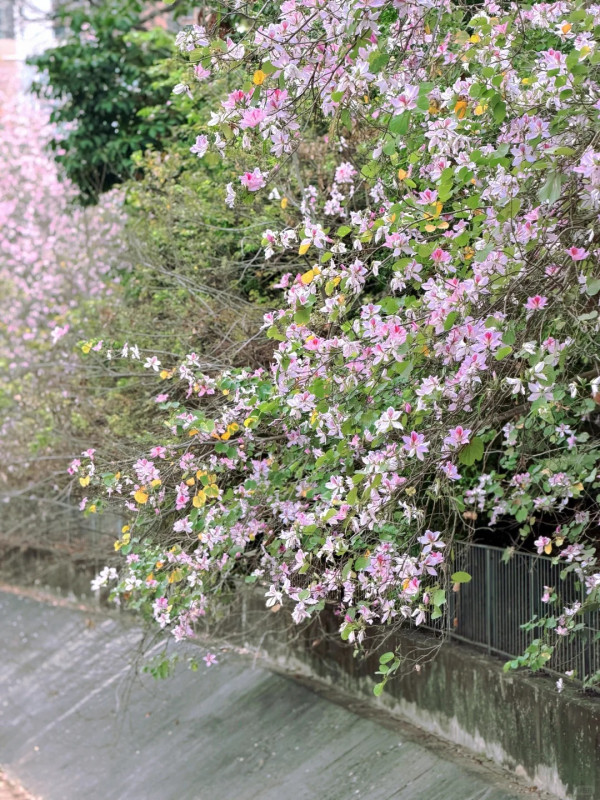 屯門「港版河津櫻」粉紅羊蹄甲！滿開成隧道 兆康站行10分鐘到秘境花海