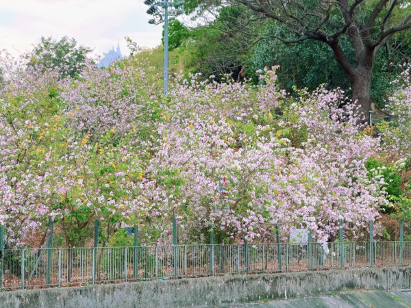 屯門「港版河津櫻」粉紅羊蹄甲！滿開成隧道 兆康站行10分鐘到秘境花海