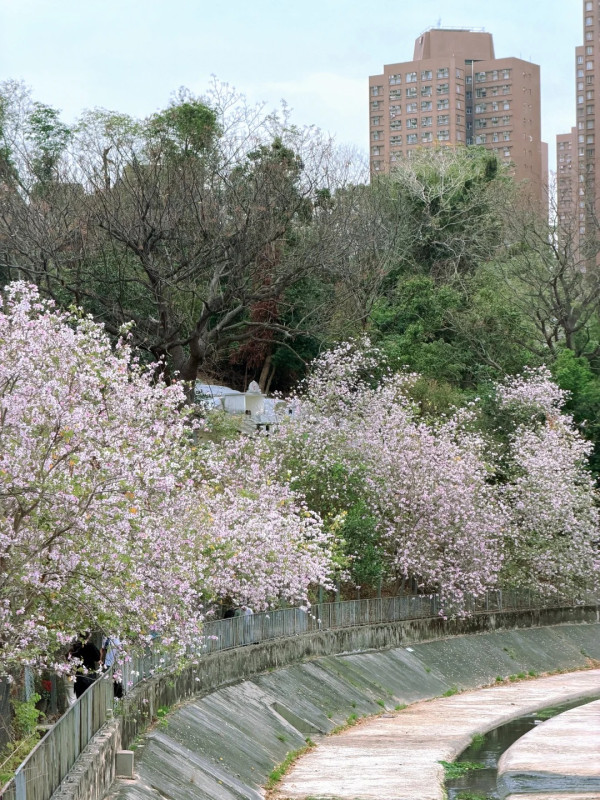屯門「港版河津櫻」粉紅羊蹄甲！滿開成隧道 兆康站行10分鐘到秘境花海