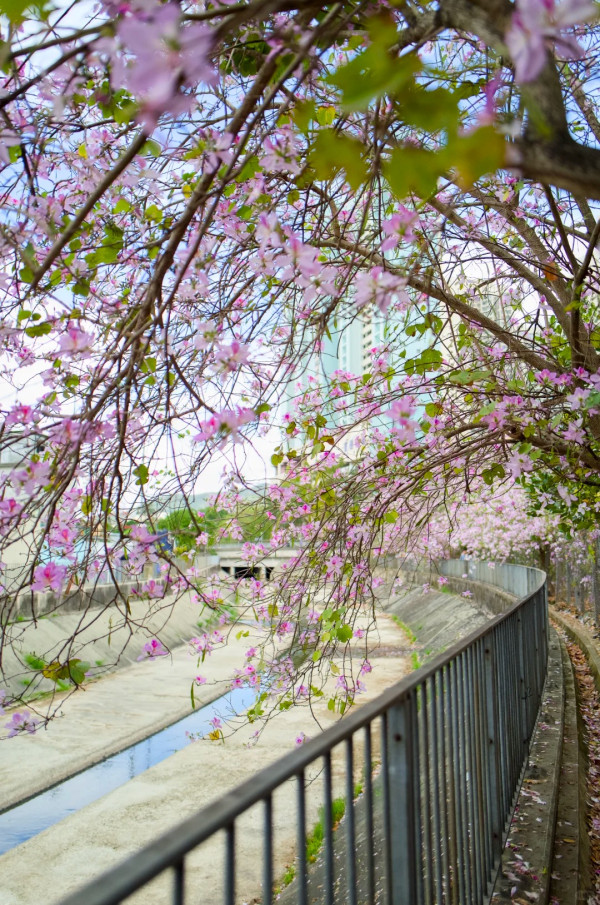 屯門「港版河津櫻」粉紅羊蹄甲！滿開成隧道 兆康站行10分鐘到秘境花海