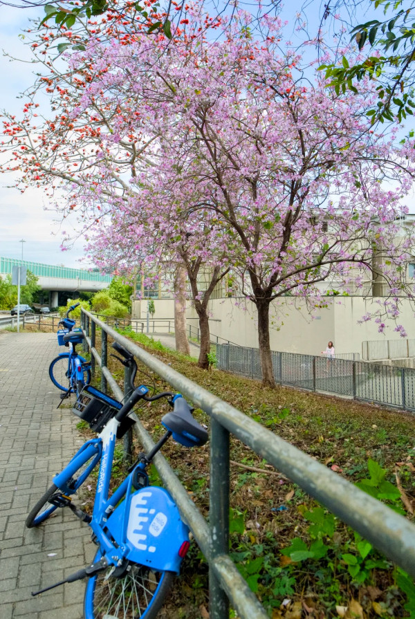 屯門「港版河津櫻」粉紅羊蹄甲！滿開成隧道 兆康站行10分鐘到秘境花海