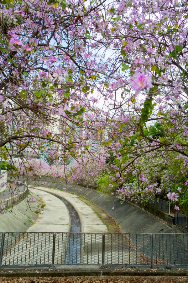 屯門「港版河津櫻」粉紅羊蹄甲！滿開成隧道 兆康站行10分鐘到秘境花海