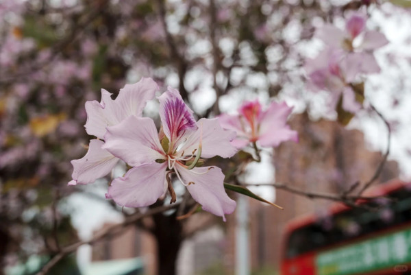 屯門「港版河津櫻」粉紅羊蹄甲！滿開成隧道 兆康站行10分鐘到秘境花海