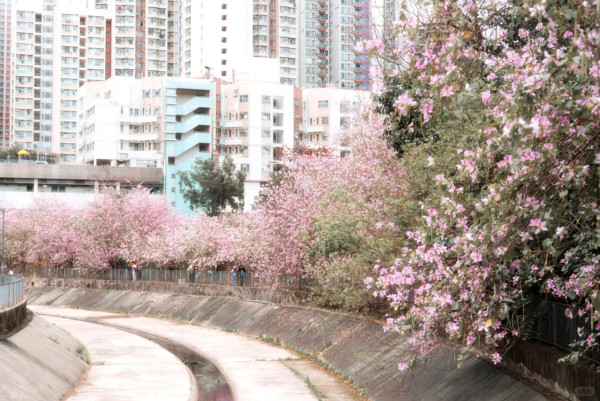屯門「港版河津櫻」粉紅羊蹄甲！滿開成隧道 兆康站行10分鐘到秘境花海