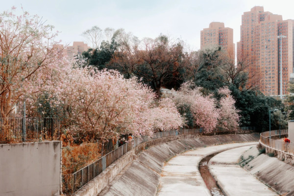屯門「港版河津櫻」粉紅羊蹄甲！滿開成隧道 兆康站行10分鐘到秘境花海