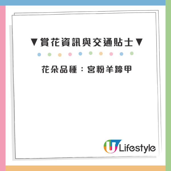屯門「港版河津櫻」粉紅羊蹄甲！滿開成隧道 兆康站行10分鐘到秘境花海