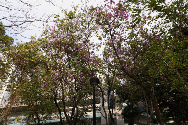 元朗地盤「黃金木棉」驚艷盛開！施工方1個舉動護樹獲網民激讚：值得表揚