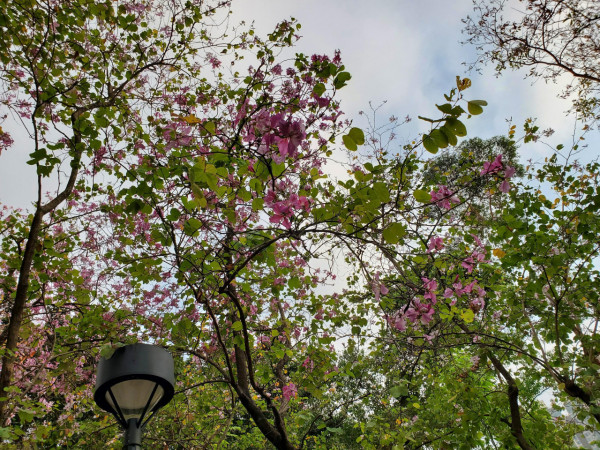 元朗地盤「黃金木棉」驚艷盛開！施工方1個舉動護樹獲網民激讚：值得表揚