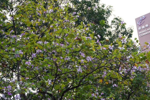 元朗地盤「黃金木棉」驚艷盛開！施工方1個舉動護樹獲網民激讚：值得表揚