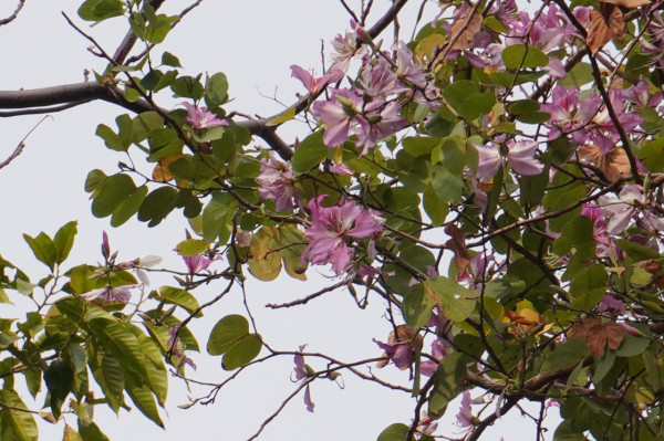 市區賞花！大角咀/沙田「宮粉羊蹄甲」80棵粉紅櫻花滿開 成浪漫隧道 港鐵站即到
