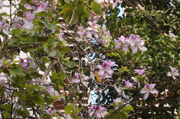 市區賞花！大角咀/沙田「宮粉羊蹄甲」80棵粉紅櫻花滿開 成浪漫隧道 港鐵站即到