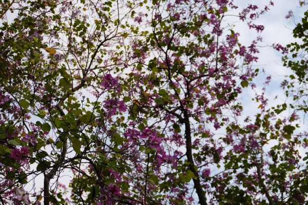 市區賞花！大角咀/沙田「宮粉羊蹄甲」80棵粉紅櫻花滿開 成浪漫隧道 港鐵站即到