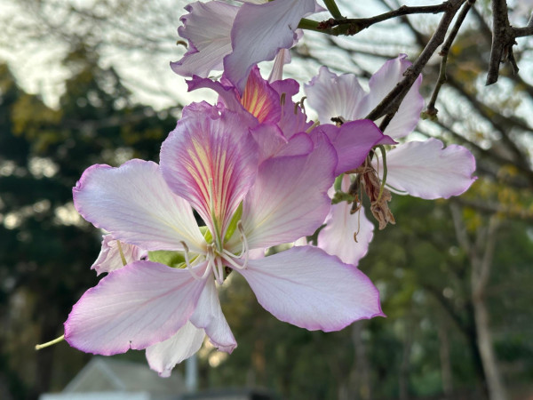 市區賞花！大角咀/沙田「宮粉羊蹄甲」80棵粉紅櫻花滿開 成浪漫隧道 港鐵站即到