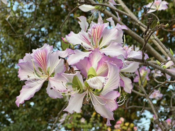 市區賞花！大角咀/沙田「宮粉羊蹄甲」80棵粉紅櫻花滿開 成浪漫隧道 港鐵站即到