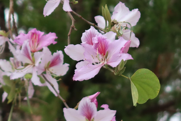 市區賞花！大角咀/沙田「宮粉羊蹄甲」80棵粉紅櫻花滿開 成浪漫隧道 港鐵站即到