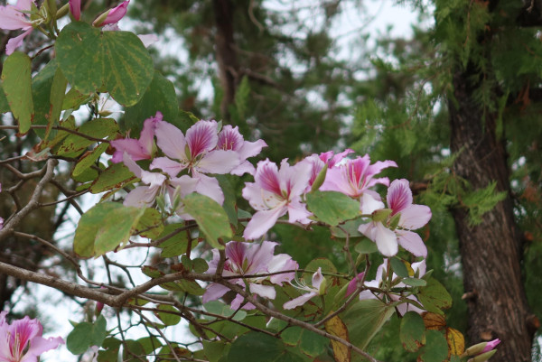 市區賞花！大角咀/沙田「宮粉羊蹄甲」80棵粉紅櫻花滿開 成浪漫隧道 港鐵站即到