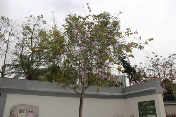 市區賞花！大角咀/沙田「宮粉羊蹄甲」80棵粉紅櫻花滿開 成浪漫隧道 港鐵站即到