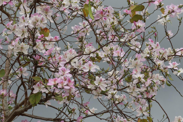 市區賞花！大角咀/沙田「宮粉羊蹄甲」80棵粉紅櫻花滿開 成浪漫隧道 港鐵站即到