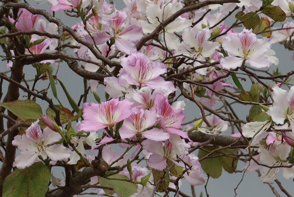 市區賞花！大角咀/沙田「宮粉羊蹄甲」80棵粉紅櫻花滿開 成浪漫隧道 港鐵站即到