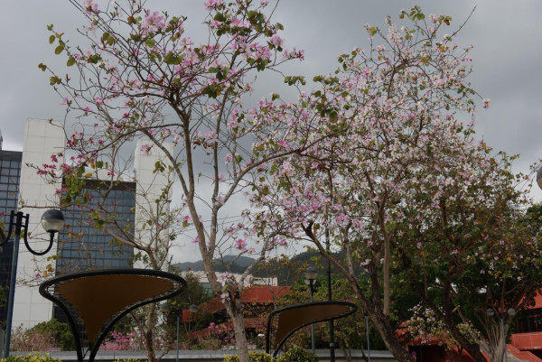 市區賞花！大角咀/沙田「宮粉羊蹄甲」80棵粉紅櫻花滿開 成浪漫隧道 港鐵站即到