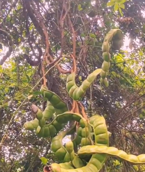 照片來源：微博@爱慕读书 