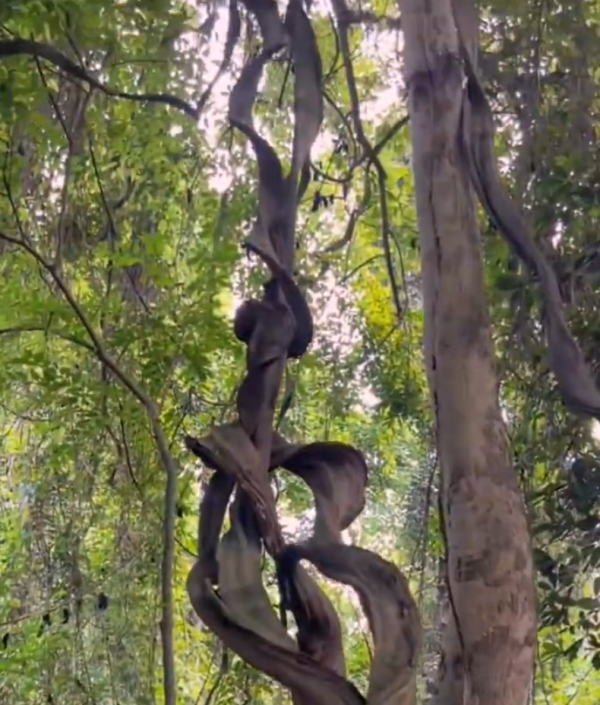 照片來源：微博@爱慕读书 