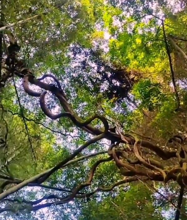 照片來源：微博@爱慕读书 