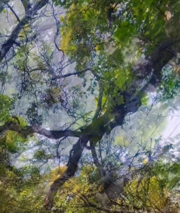 照片來源：微博@爱慕读书 