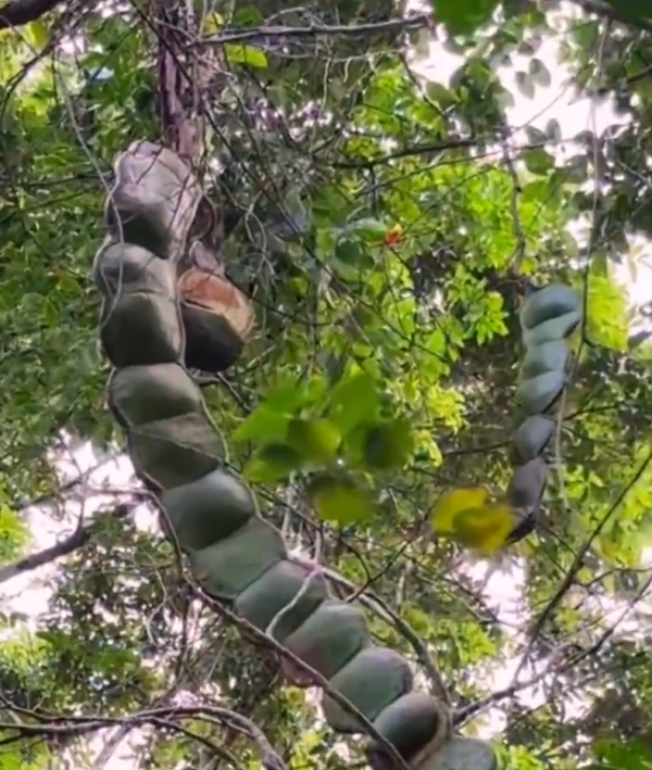 照片來源：微博@爱慕读书 