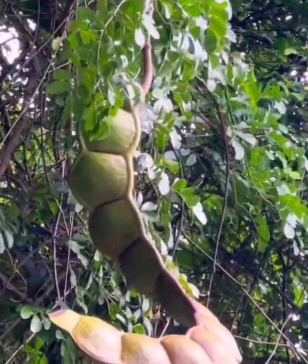 照片來源：微博@爱慕读书 