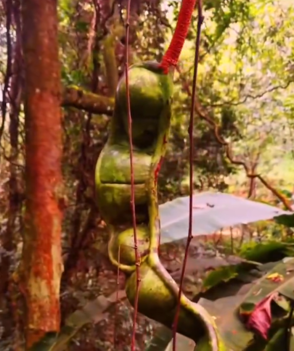 照片來源：微博@爱慕读书 