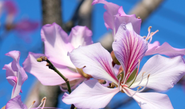 市區賞花！大角咀/沙田「宮粉羊蹄甲」80棵粉紅櫻花滿開 成浪漫隧道 港鐵站即到