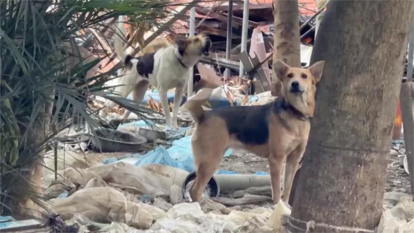 圖片來源：民視新聞網