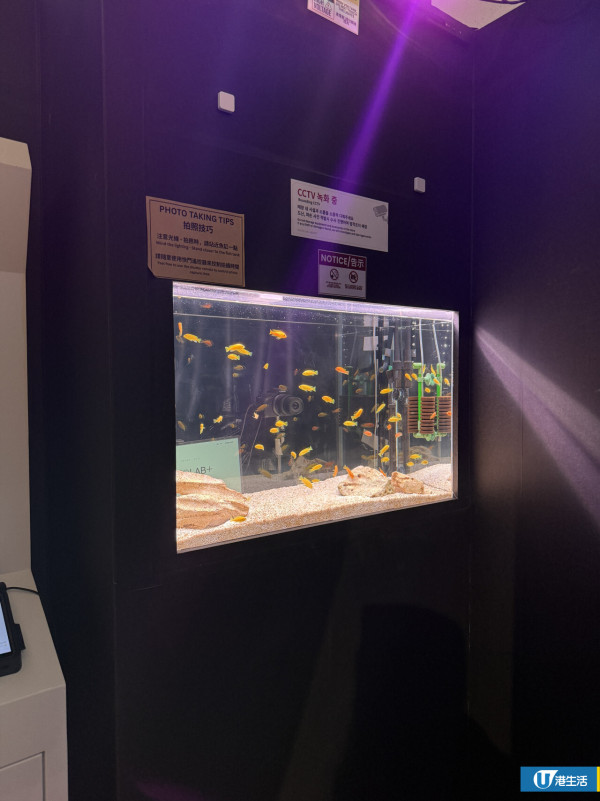 韓國人生4格連鎖店登陸尖沙咀！夢幻魚缸/電影院主題房$60起送相簿掛飾