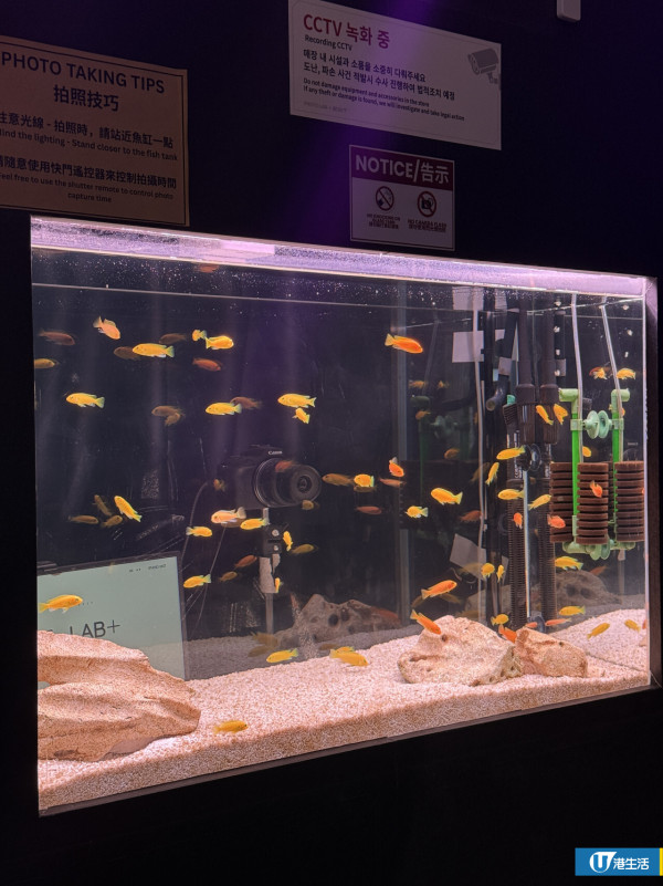 韓國人生4格連鎖店登陸尖沙咀！夢幻魚缸/電影院主題房$60起送相簿掛飾