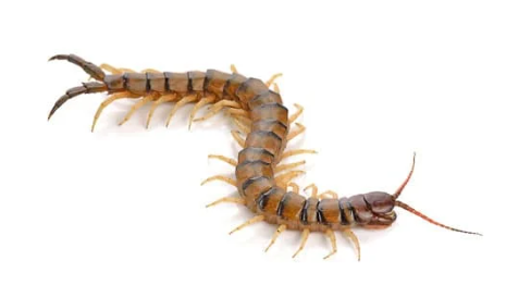 20cm巨型蜈蚣殺入屋！被咬千祈咪用火酒消毒？專家揭急救謬誤：亂搽恐致傷口潰爛