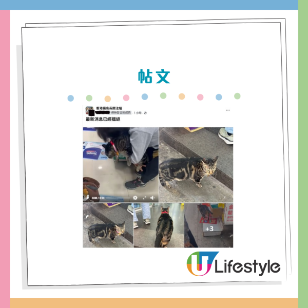 旺角明星貓「阻B」疑遭兩女抱走！失蹤一晚惹全城眾怒 今早樓上賓館尋回