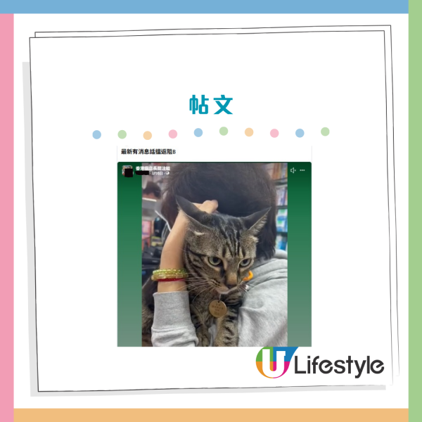 旺角明星貓「阻B」疑遭兩女抱走！失蹤一晚惹全城眾怒 今早樓上賓館尋回